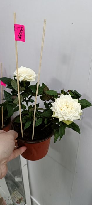 Розы в горшочке:3000 тенге