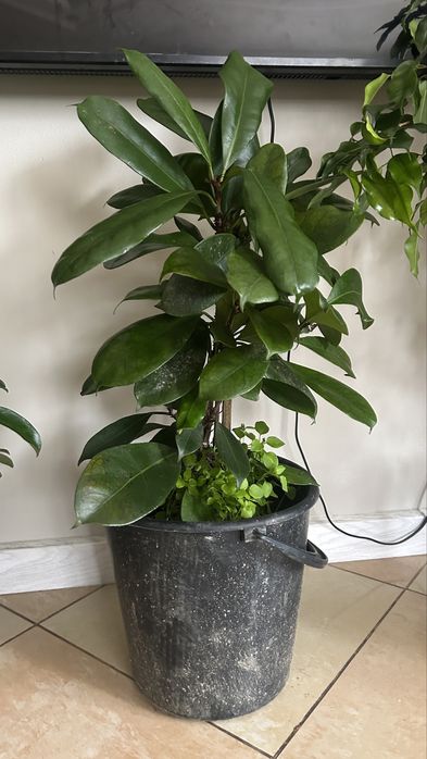 Продам комнатные цветы