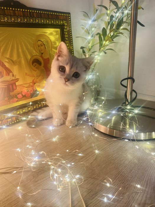 Сребърна късокосместа мъжка чинчило