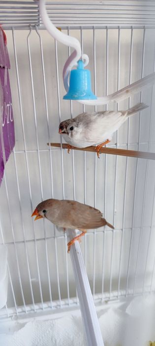 Домашний птенец зебровой амадины