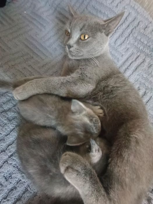 Срочно продам котят