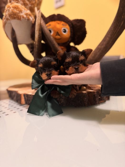 Йоркширски териер мини