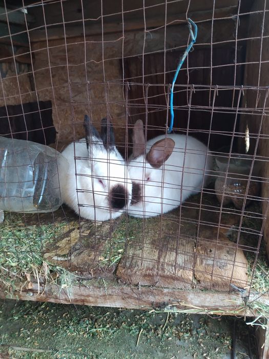 Продам кроликов.