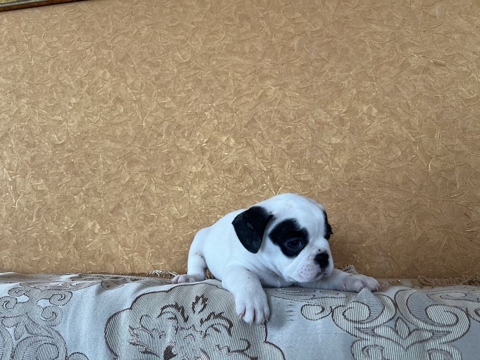 Щенки французского бульдога