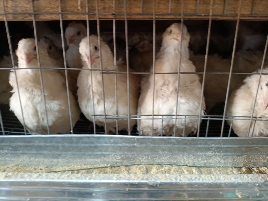 Белый гигант тухумларига заказ оламиз