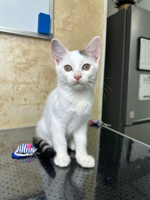 2 pisicuțe pentru adopție
