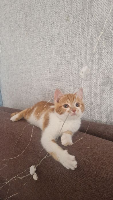 Котенок ищет семью.