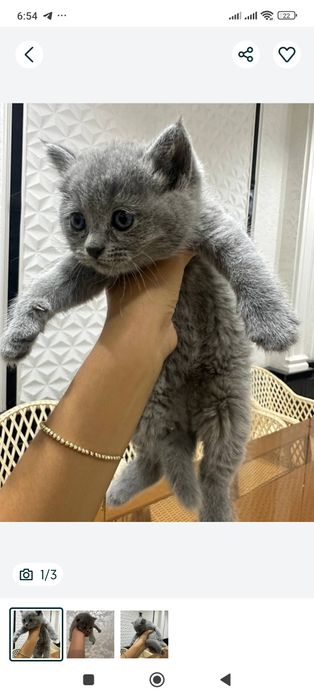 Продам скоттиш страйтов