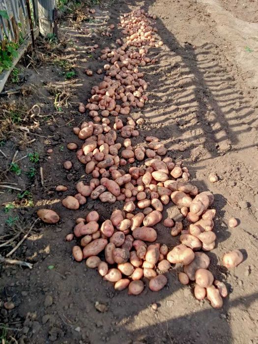 Дачный Картофель