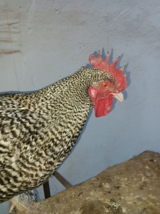 Продам цыплят привитые.