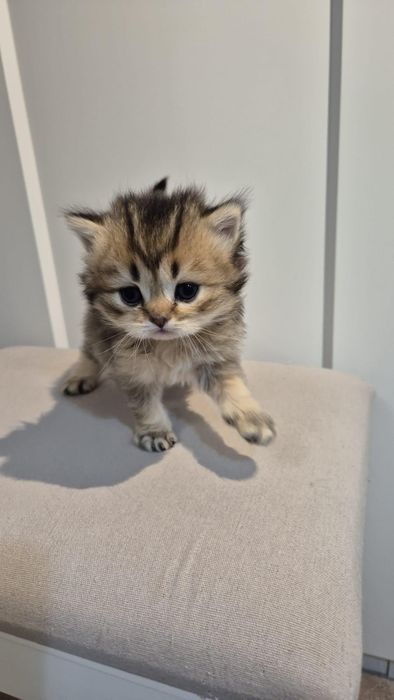 British Longhair Golden-Black