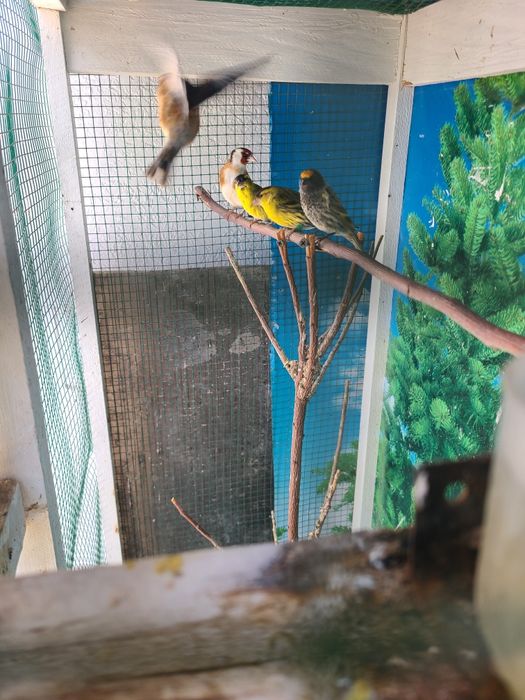 Kokil, Karalyok, Chijik va Repper