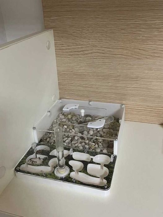 продам муравьев вида Messor sp. denticulatus