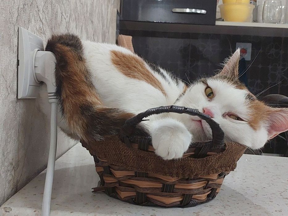 Красивая,умная кошечка