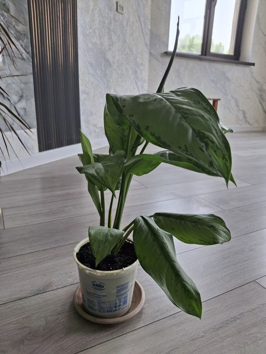 Цветы для дома и для сада