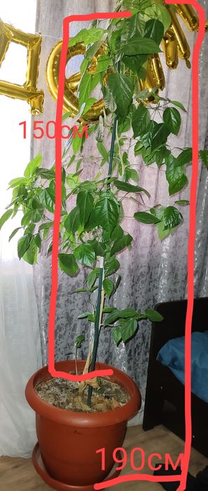 Продам китайскую розу ,Гибискус