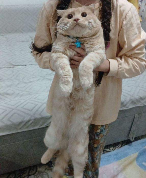 Кот стерилизованный