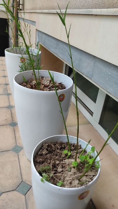 Бамбуковые растения