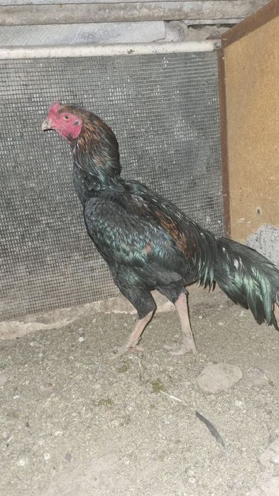 Дакан продается в кентау