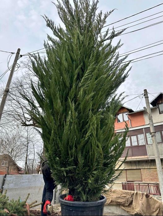 Leylandii 2.5m - 3m pentru formarea unui gard viu verde veșnic natural