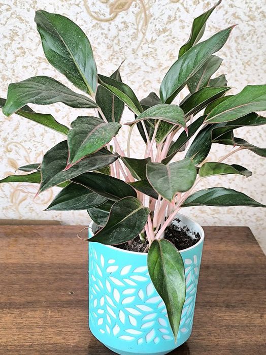 Хар хил турдаги гулларимиз бор