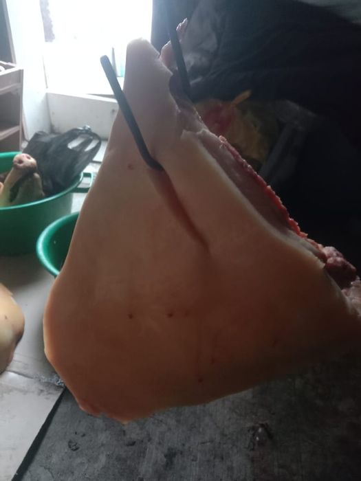 Продам  домашние свиное мясо