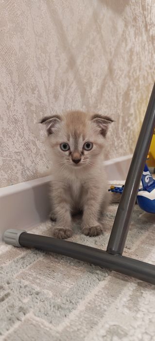 Котёнок мальчик вислоухий