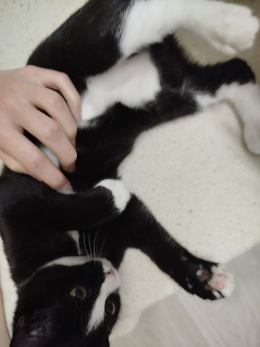 Котёнок Джоли ищет семью