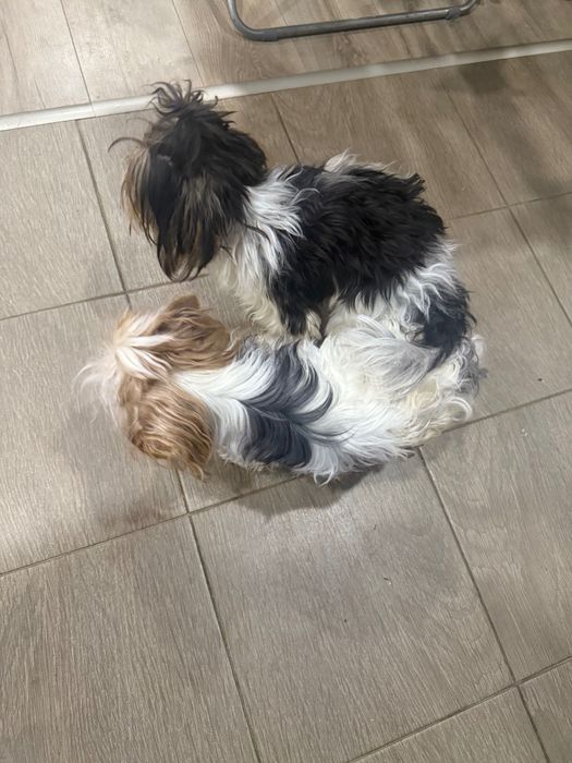 Бивер йоркширски териер