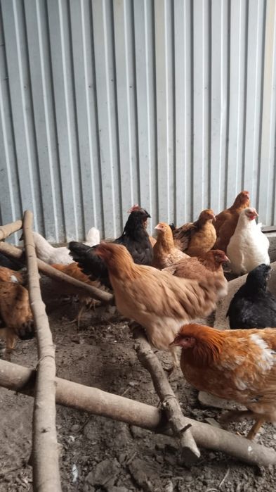 Продам кур Ломан Браун