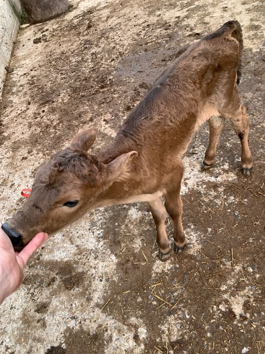 Ұрғашы бұзау бар