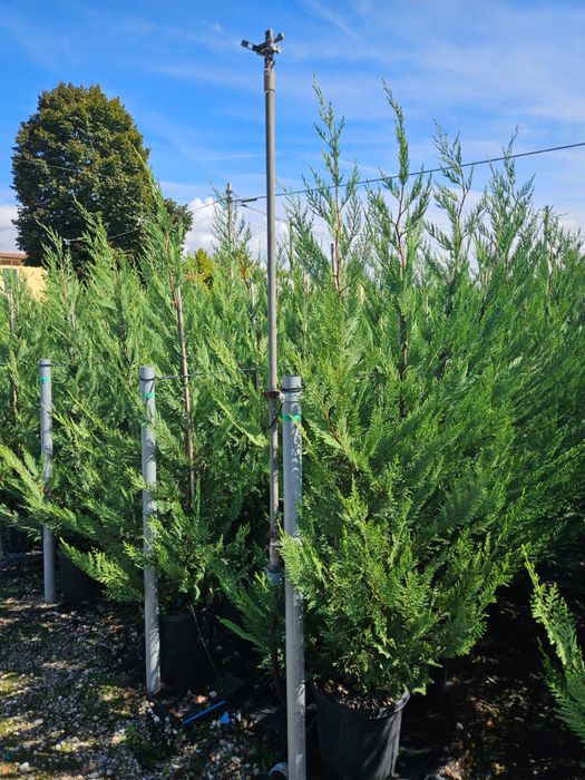 Vindem leylandii de calitate superioara