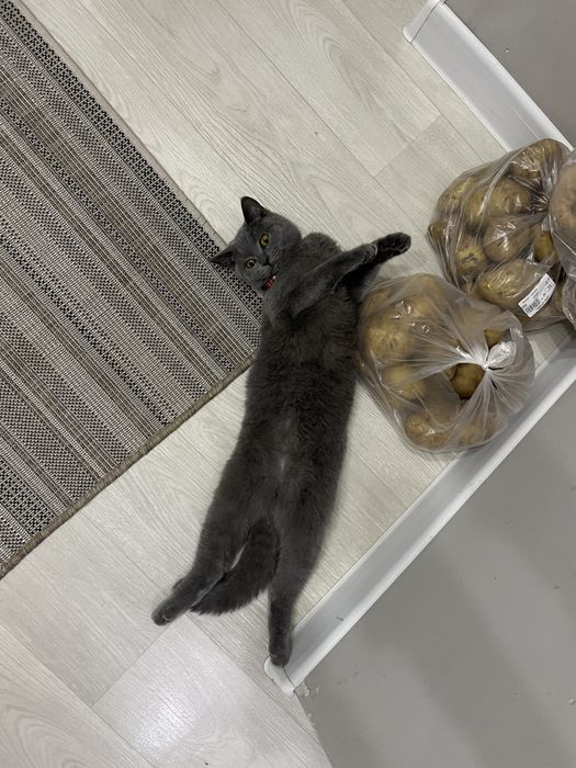 Британская кошка