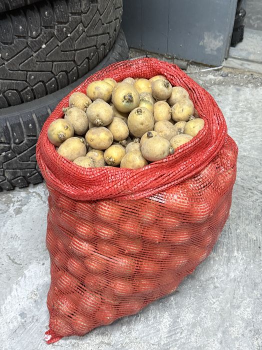 Продам семенной картофель