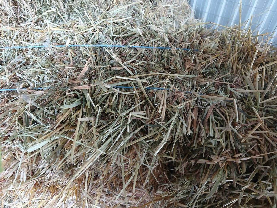 Baloti fan/ovaz cosit