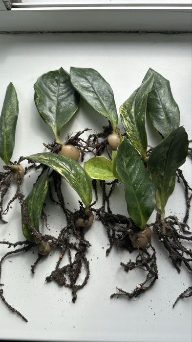 Замиакулькас Long Leaf Variegata – укоренённые листики