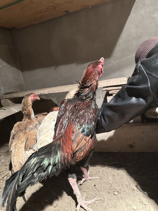 Қораз сатылады туляк