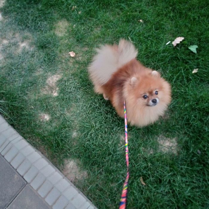 Померанский шпиц на вязку, клубный FCI KFU НКПНО и СДС