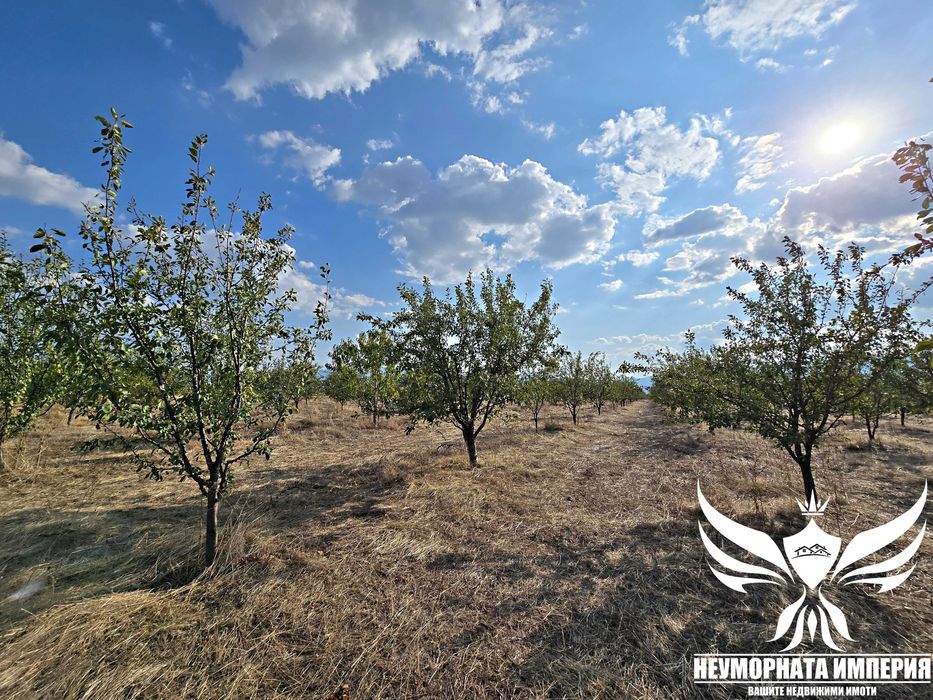 Продавам земя 24.5 декара засята със сливови дръвчета в с.Нови Извор