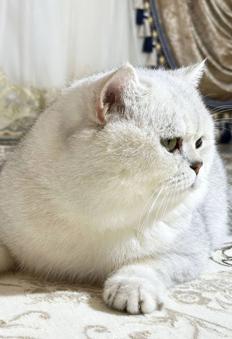 Вяаска. Насл олиш учун. Серебрес шиншила