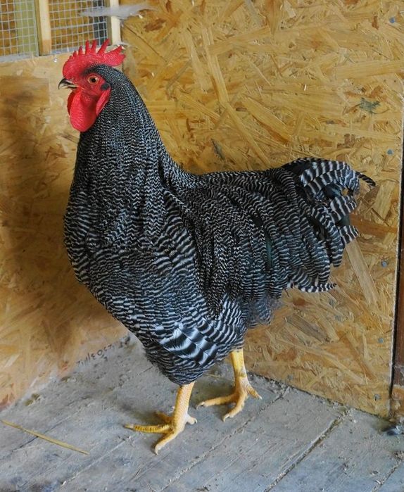 Куры плимутрок американский