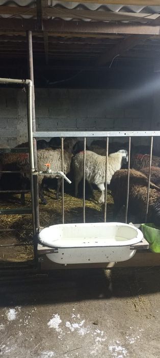 Ярочки 10 месяцев