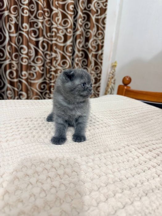 Котята вислоушки