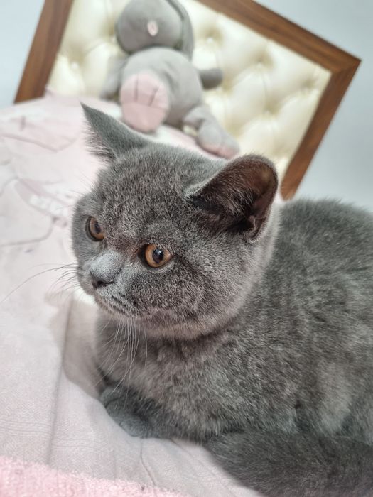 Отдам в добрые руки своего котенка