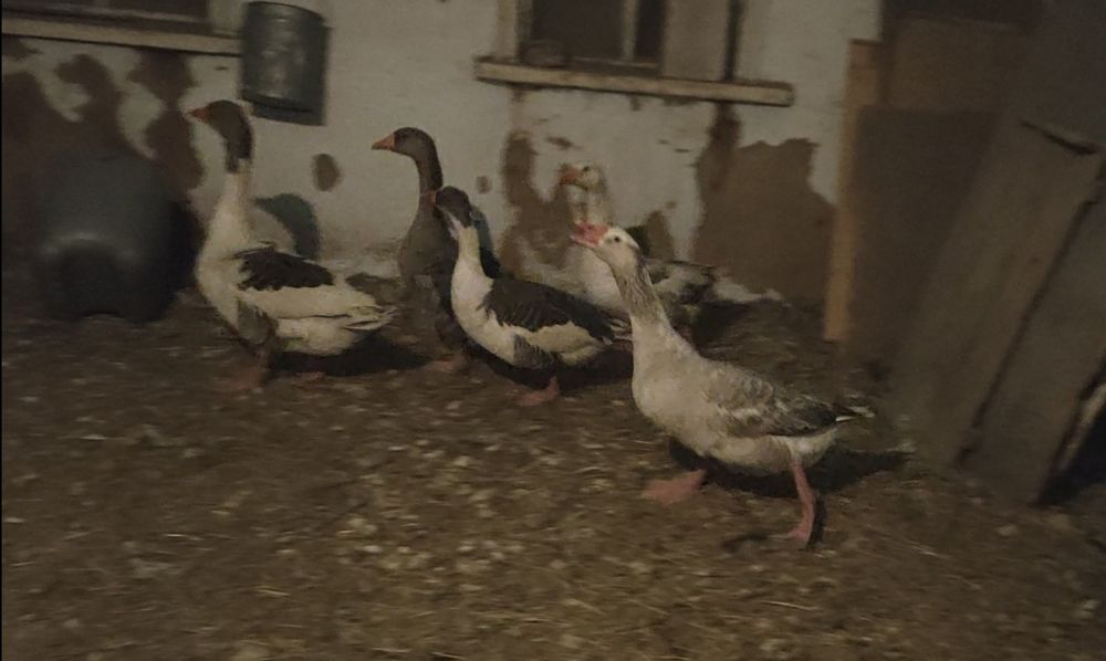 Үй қаздры гуси домашние