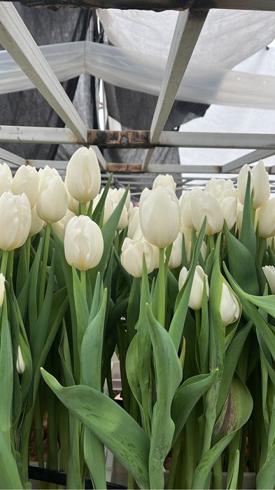 Тюльпаны оптом и в розницу
