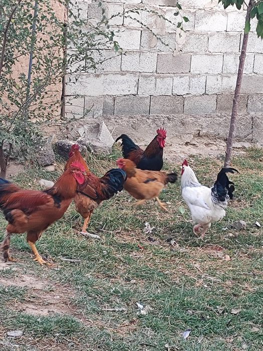 Продам молодых петушков