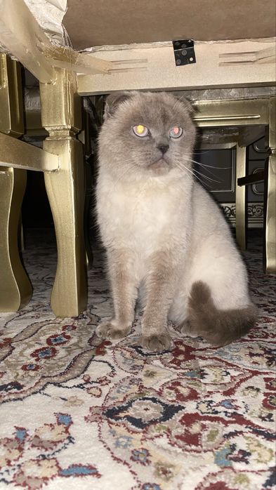 zot toza mushu sotilad