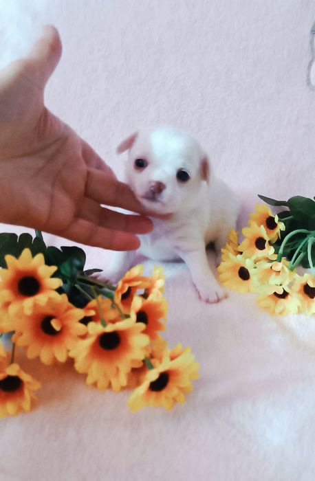 Малышки  чихуахуа