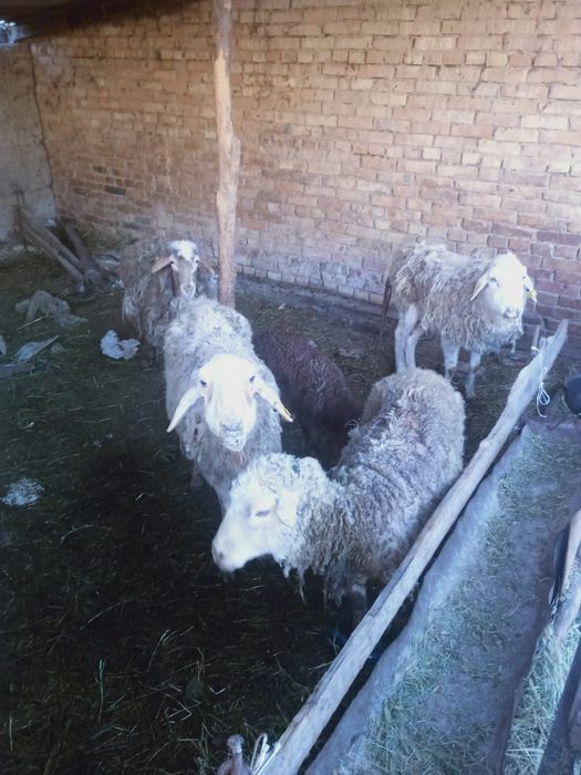 Продажа овец. Койлар сатылады